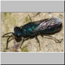 Trichrysis cyanea - Goldwespe 03b 6mm OS-Wallenhorst-Tongrube-Lehmwand.jpg